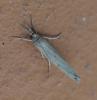 Pediasia contaminella